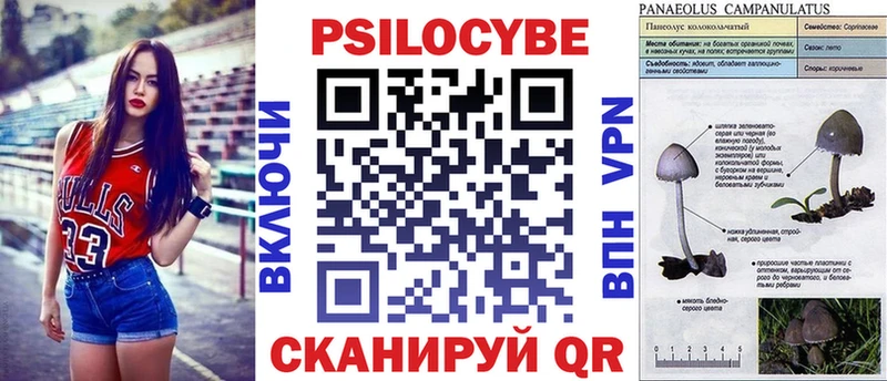 Псилоцибиновые грибы Psilocybe  Купить где  Черногорск 